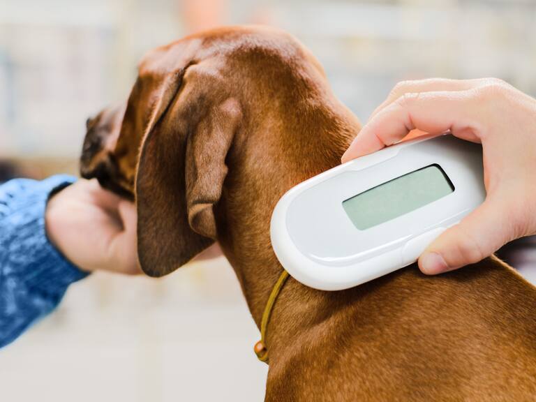Recientemente, el gobierno municipal de Querétaro ha presentado un Registro Único de Animales de Compañía, un programa cuyo objetivo es facilitar la identificación de animales de compañía.