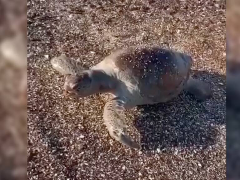 En Mar de Cortés captan especies marinas sin vida tras derrame de ácido